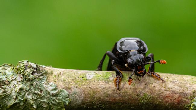 Black Sexton Beetle (Nicrophorus humator). County Durham, United Kingdom. April 2020