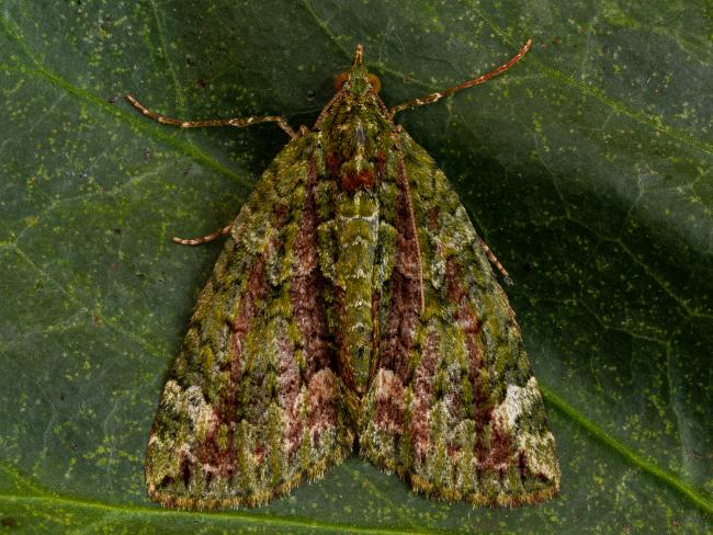 Red-green Carpet (Chloroclysta siterata). County Durham, United Kingdom. May 2020