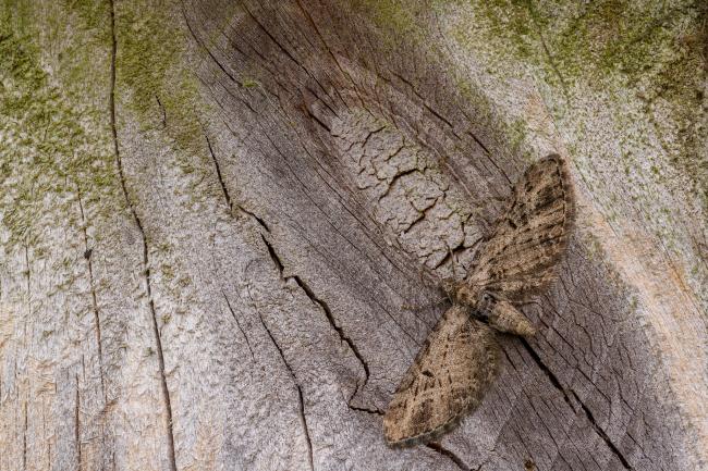 Brindled Pug (Eupithecia abbreviata). County Durham, United Kingdom. May 2020