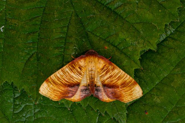 Scorched Wing (Plagodis dolabraria). County Durham, United Kingdom. May 2020