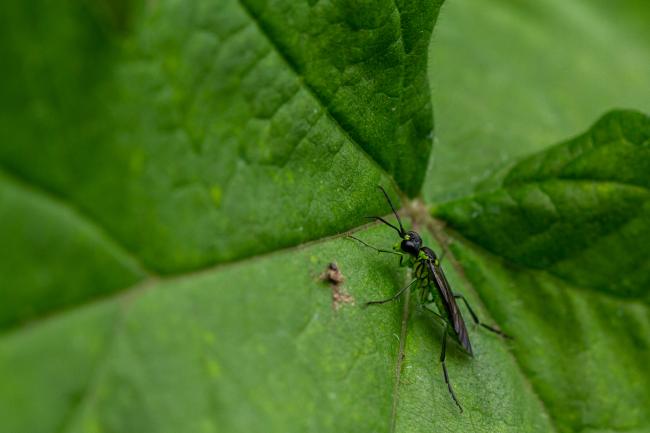 Sawfly (Tenthredo mesomela). County Durham, United Kingdom. June 2020