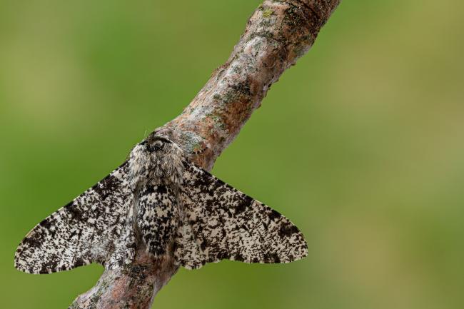 Peppered Moth (Biston betularia). County Durham, United Kingdom. June 2020