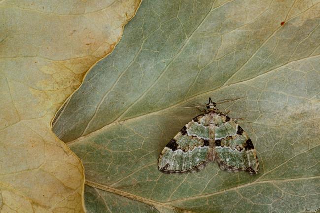 Green Carpet (Colostygia pectinataria). County Durham, United Kingdom. June 2020