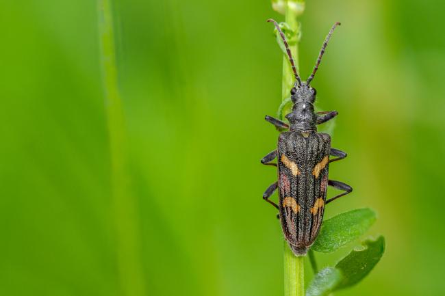 Two-banded Longhorn (Rhagium bifasciatum). County Durham, United Kingdom. June 2020