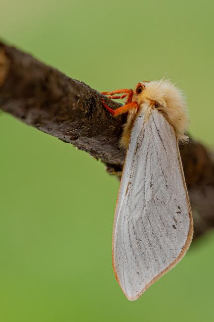Ghost Moth (Hepialus humuli). County Durham, United Kingdom. June 2020