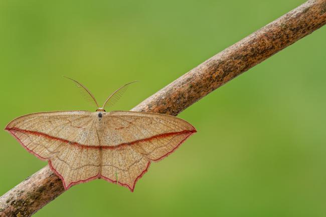 Blood-vein (Timandra comae). County Durham, United Kingdom. June 2020