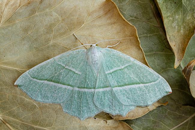 Light Emerald (Campaea margaritaria). County Durham, United Kingdom. June 2020