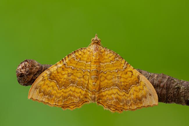 Yellow Shell (Camptogramma bilineata). County Durham, United Kingdom. June 2020