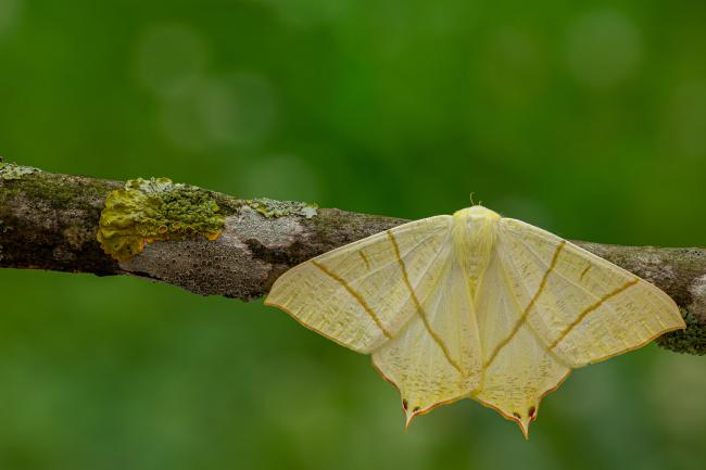 Swallow-tailed Moth (Ourapteryx sambucaria). County Durham, United Kingdom. July 2020