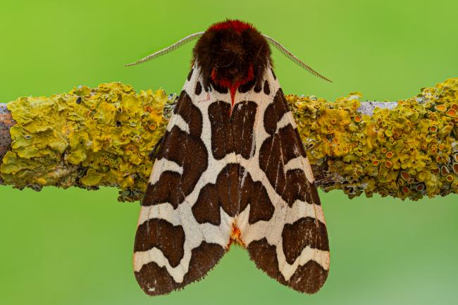 Garden Tiger (Arctia caja). County Durham, United Kingdom. July 2020