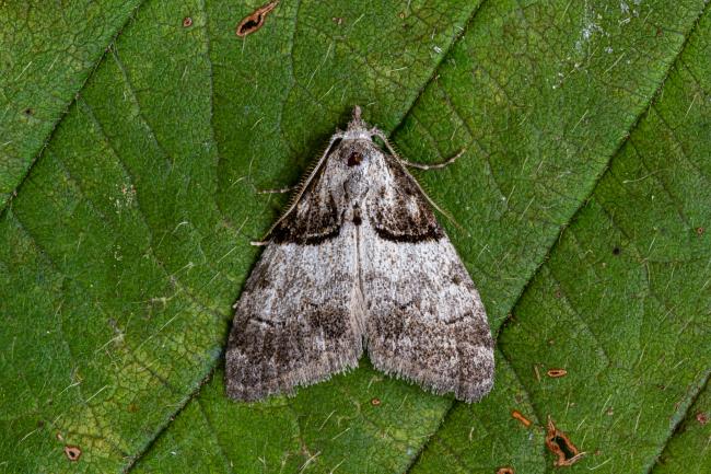 Short-cloaked Moth (Nola cucullatella). County Durham, United Kingdom. July 2020