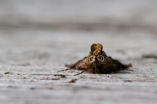 Spectacle (Abrostola tripartita). Inverness, United Kingdom. July 2020