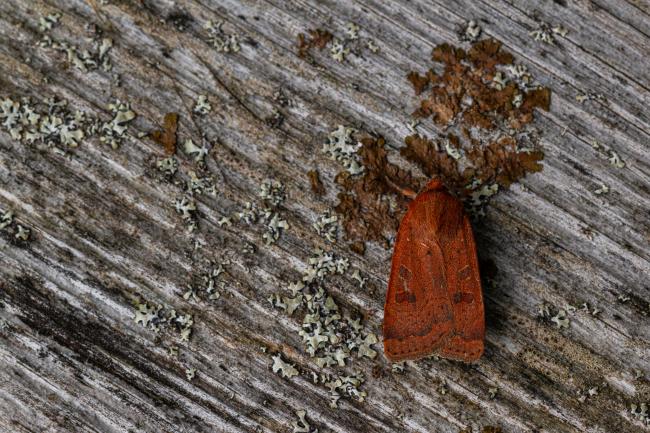 Lesser Yellow Underwing (Noctua comes). Inverness, United Kingdom. July 2020