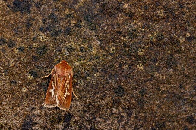 Antler (Cerapteryx graminis). Inverness, United Kingdom. July 2020