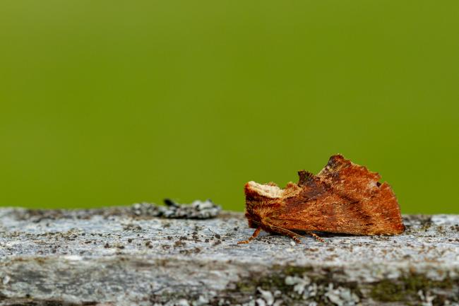 Coxcomb Prominent (Ptilodon capucina). Perth and Kinross, United Kingdom. August 2020