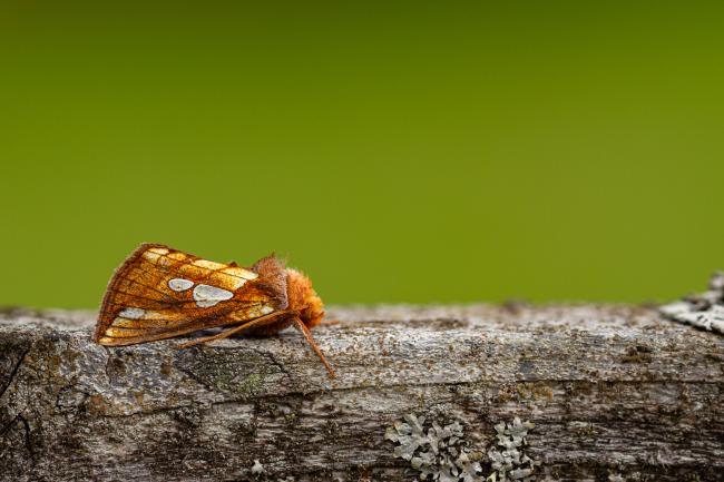 Lempkes Gold Spot (Plusia putnami). Perth and Kinross, United Kingdom. August 2020
