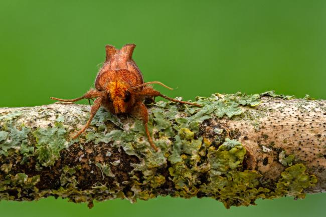 Lempkes Gold Spot (Plusia putnami). County Durham, United Kingdom. August 2020