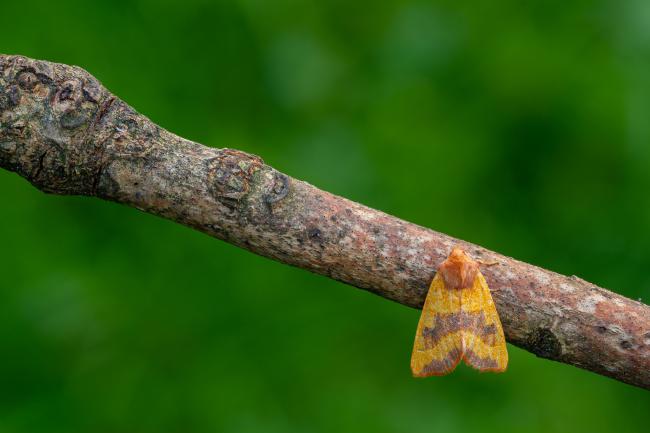 Centre-barred Sallow (Atethmia centrago). County Durham, United Kingdom. September 2020