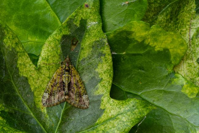 Red-green Carpet (Chloroclysta siterata). County Durham, United Kingdom. September 2020