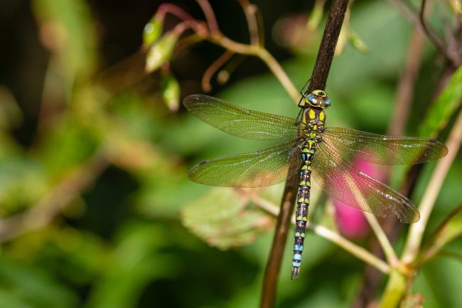 Southern Hawker (Aeshna cyanea). County Durham, United Kingdom. September 2020