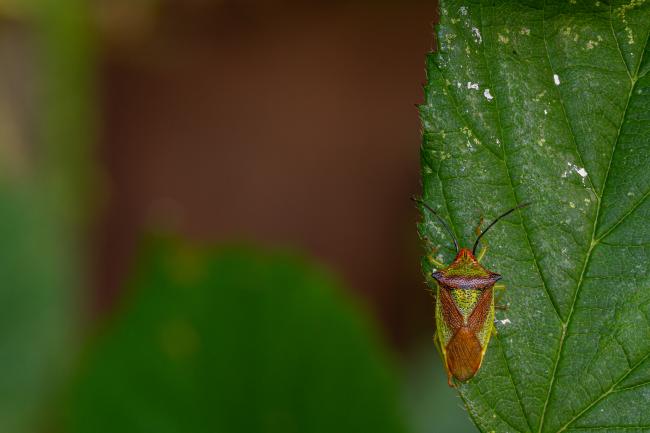 Hawthorn Shield Bug (Acanthosoma haemorrhoidale). County Durham, United Kingdom. September 2020