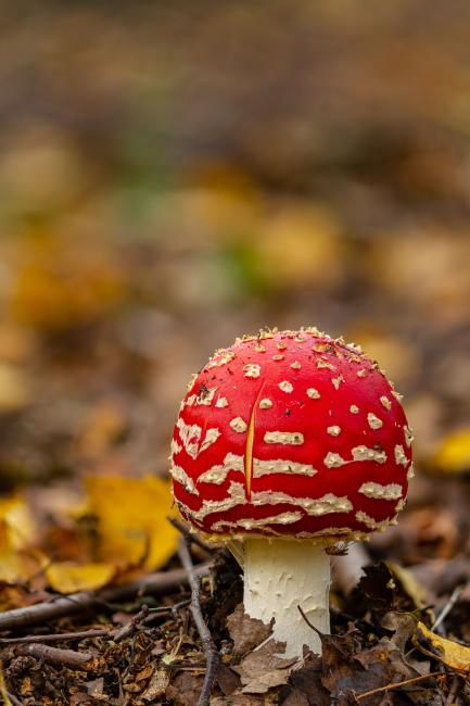Fly Agaric (Amanita muscaria). County Durham, United Kingdom. October 2020