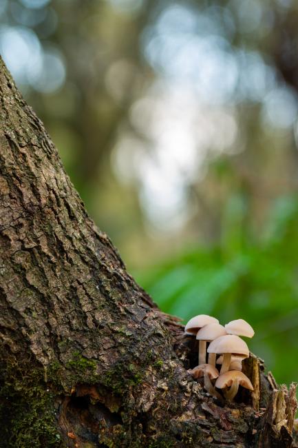 Bonnet sp. (Mycena sp.). County Durham, United Kingdom. October 2020