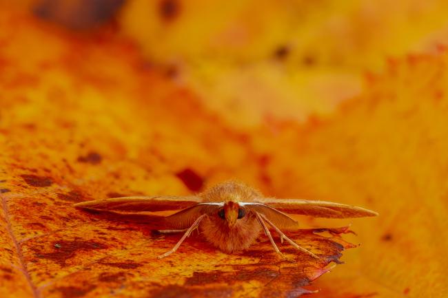 Feathered Thorn (Colotois pennaria). County Durham, United Kingdom. October 2020