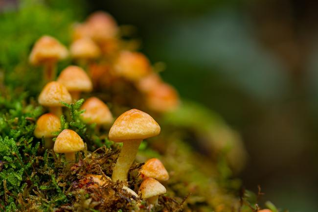 Sulphur Tuft (Hypholoma fasciculare). County Durham, United Kingdom. October 2020
