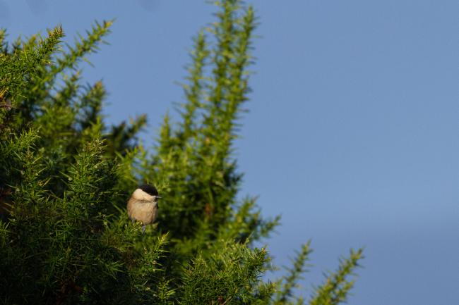Willow Tit (Poecile montanus). County Durham, United Kingdom. December 2020