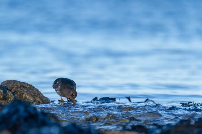 Purple Sandpiper (Calidris maritima). County Durham, United Kingdom. December 2020