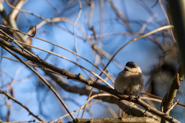 Willow Tit (Poecile montanus). County Durham, United Kingdom. December 2020