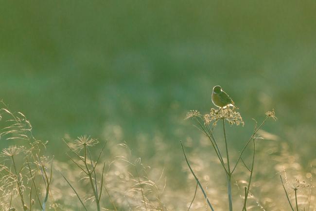 European Stonechat (Saxicola rubicola). County Durham, United Kingdom. December 2020