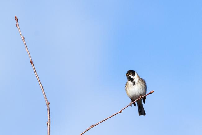 Common Reed Bunting (Emberiza schoeniclus). County Durham, United Kingdom. February 2021