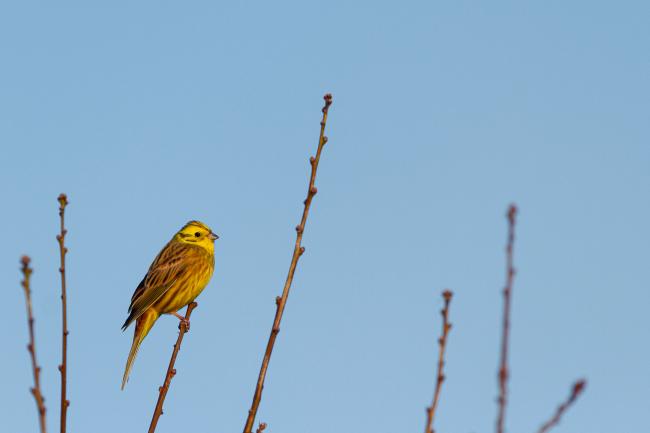 Yellowhammer (Emberiza citrinella). County Durham, United Kingdom. February 2021