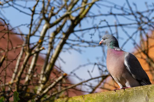 Woodpigeon (Columba palumbus). County Durham, United Kingdom. February 2021