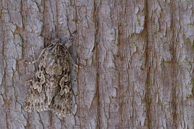 Early Grey (Xylocampa areola). County Durham, United Kingdom. March 2021
