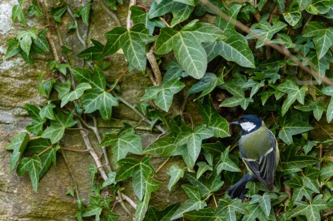 Great Tit (Parus major). County Durham, United Kingdom. April 2021