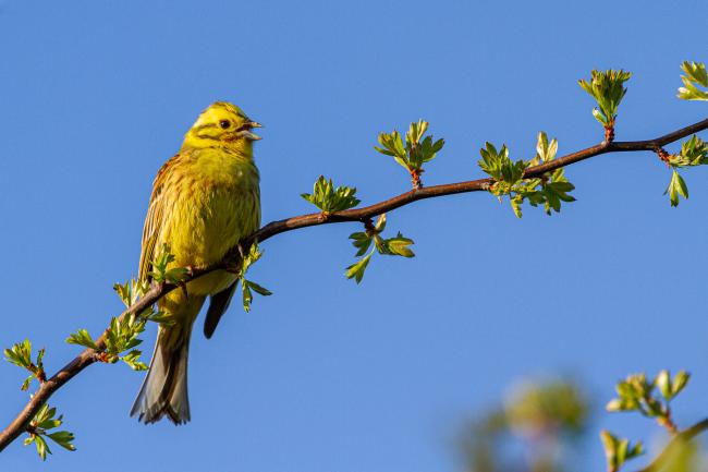 Yellowhammer (Emberiza citrinella). County Durham, United Kingdom. April 2021