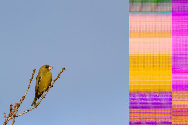 European Greenfinch (Chloris chloris). County Durham, United Kingdom. May 2021