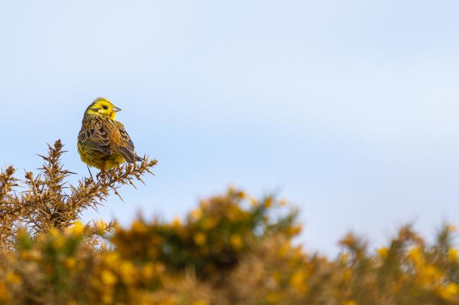 Yellowhammer (Emberiza citrinella). County Durham, United Kingdom. May 2021