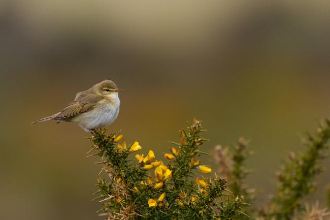 Willow Warbler (Phylloscopus trochilus). County Durham, United Kingdom. May 2021