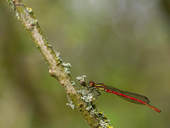 Large Red Damselfly (Pyrrhosoma nymphula). County Durham, United Kingdom. May 2021