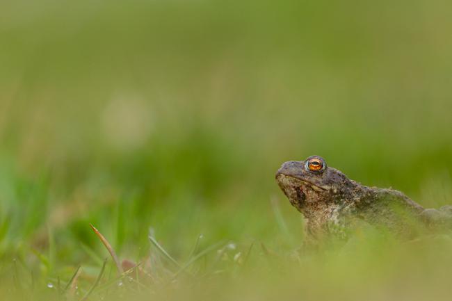 Common Toad (Bufo bufo). County Durham, United Kingdom. May 2021