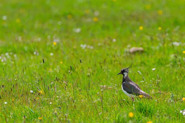 Northern Lapwing (Vanellus vanellus). Northumberland, United Kingdom. May 2021