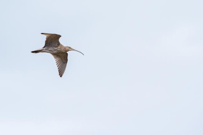 Eurasian Curlew (Numenius arquata). Northumberland, United Kingdom. May 2021