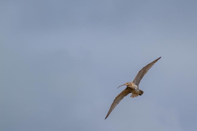 Eurasian Curlew (Numenius arquata). Northumberland, United Kingdom. May 2021