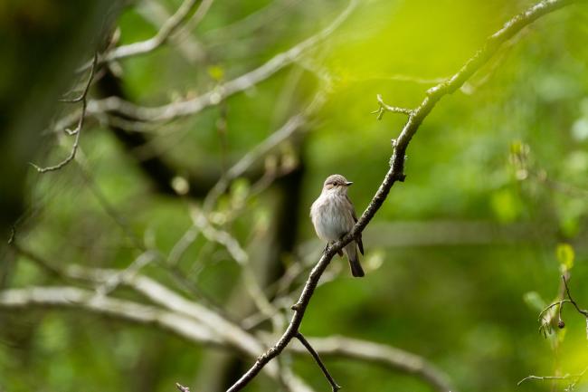 Spotted Flycatcher (Muscicapa striata). Northumberland, United Kingdom. May 2021