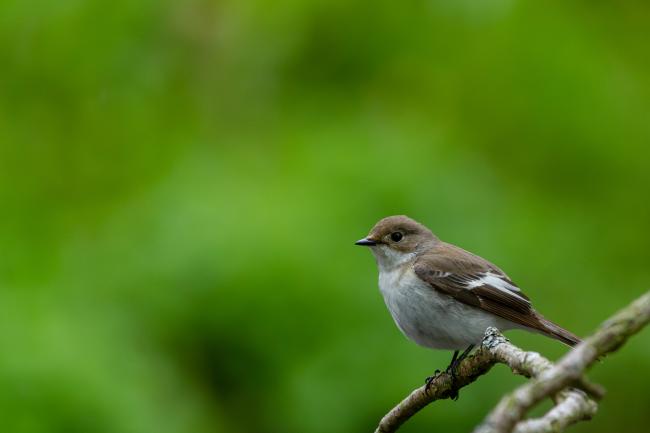 Pied Flycatcher (Ficedula hypoleuca). Northumberland, United Kingdom. May 2021
