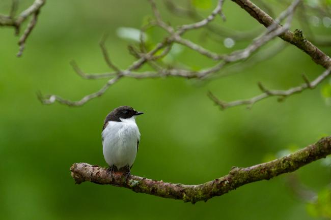 Pied Flycatcher (Ficedula hypoleuca). Northumberland, United Kingdom. May 2021